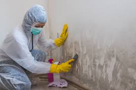 Trusted Hanover, MN Mold Removal Services Experts